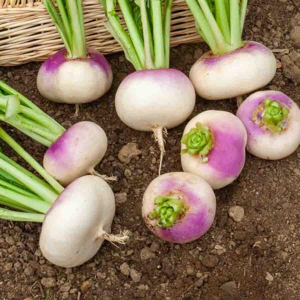 Potagères - Navet-Légume de Milan Rouge Extra Hâtif à Châssis - BIO - face recto